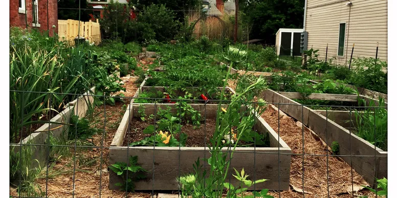 Vibrant green plants in community garden