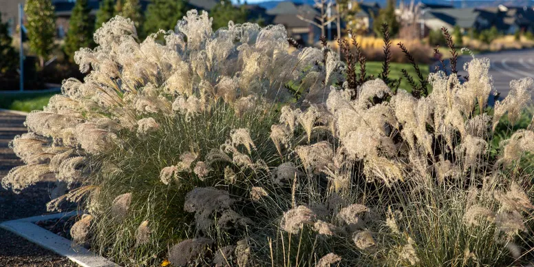Sunlit decorative grass in residential area