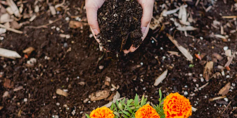 Hands holding soil above marigold flowers
