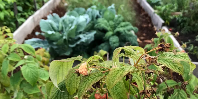 Garden with wilted raspberry plant